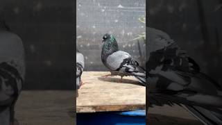 Sabja pair 🥳🕊️🔥👑 song tamil music pigeon bird youtube kabutar shorts [upl. by Nnayllek133]