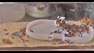 Ants vs Mealworm [upl. by Lednahc340]