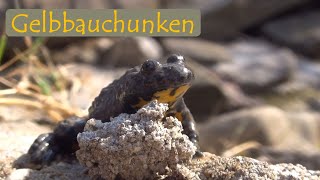 Gelbbauchunken  Alpine Verwandte der Rotbauchunken  mit Martin Maschka [upl. by Prudhoe661]