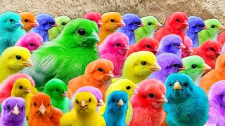 Menangkap ayam lucu ayam warna warni ayam rainbow bebek ikan cupang Kelinci ayamayamayam [upl. by Valenza]