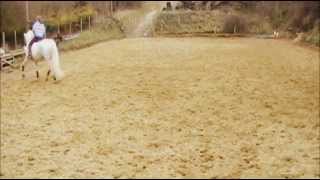 Dressage  Collected trot  levade  collected trot wmv [upl. by Sinnard709]