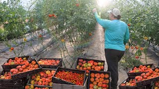 Growing 10000 Pounds of Organic Tomatoes in a High Tunnel Greenhouse [upl. by Verger]