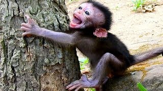 Baby monkey lost mom cries seizures [upl. by Harberd447]