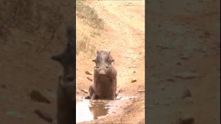 Warthog wallowing warthog wildlife [upl. by Enenaj]