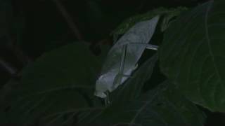 Katydid in rainforest at night [upl. by Hopkins689]