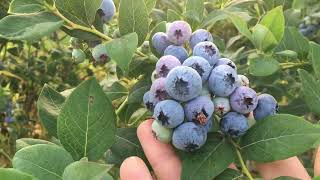 Poranek Na Plantacji Borówki Odmiana Bluecrop BorówkaPolska [upl. by Dennard]