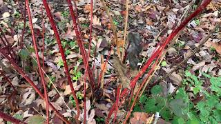 RedTwig Dogwood Plant Profile [upl. by Binni]