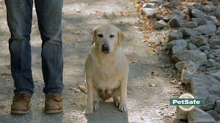 How to Train Your Dog to Stay Close While Off Leash [upl. by Maccarthy609]