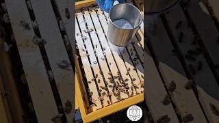 Powdered Sugar Dusting as a Control against Varroa 🐝🐝 bee beekeeping пчеловодство imkern fyp [upl. by Fowle]