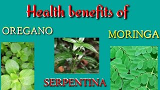 Health Benefits of Oregano Serpentina and Moringa [upl. by Layap]