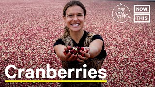 Cranberries Harvesting The Perennial Plants Good For The Climate  One Small Step [upl. by Pronty]