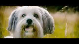 Pudsey The Dog The Movie Teaser Trailer Vertigo Films HD [upl. by Dorkas]