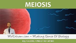 Cell Replication  Meiosis  Post 16 Biology A Level PreU IB AP Bio [upl. by Ahen382]