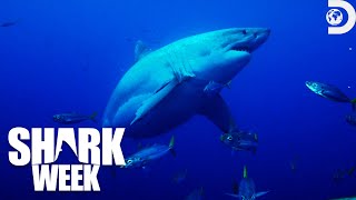 Most Terrifying Moments from Shark Week Off the Hook 2023  Discovery [upl. by Seen]