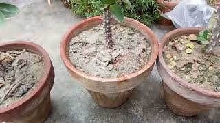 Euphorbia plant simple care and fertilizer  A flowering cactus easygardeningwithtalha egwt [upl. by Amekahs]