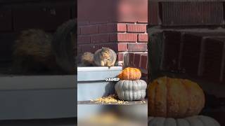 Squirrel’s revenge cuteanimal shortvideo animals squirrel rescue shorts fyp funny amazing [upl. by Lundquist]