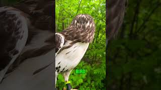 Red Tailed Hawk Facts birdsofprey falconry redtail [upl. by Eaj127]