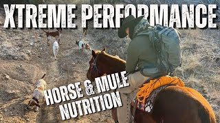 Elite Equine  Xtreme Performance Horse and Mule Nutrition  HXP 508 [upl. by Tomas517]