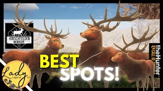 AMAZING Spots to Find RED DEER in Hirschfelden Hunter Call of the Wild [upl. by Guria]