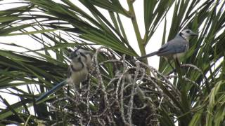 Urraca Copetona  Whitethroated MagpieJay  Calocitta formosa [upl. by Adiehsar]