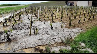 Dans lYonne les viticulteurs constatent de violents dégâts après les orages [upl. by Llenra]