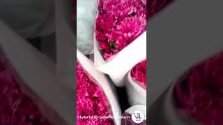 CHRYSANTHEMUMS CHRYSANTHEMUM flowerwholesaleflowersexportflowersflowerfarmingFreshFlowers [upl. by Ylluz]