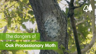 The Dangers Of Oak Processionary Moth [upl. by Manoop]