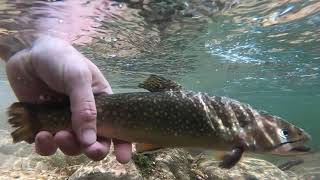 Fly Fishing Delayed Harvest North Carolina [upl. by Snyder]