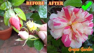 How To Hybridize New Roses  Rose Pollination  गुलाब के नए रंग बनाएं  گلاب کے نئے رنگ خود بنائیں [upl. by Dibb]