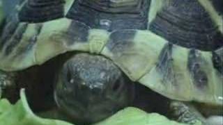 Baby Herman Tortoise Eating [upl. by Michaeline]