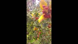 אֶשְׁחָר רְחַבעָלִים עם פירות אדומים Rhamnus alaternus with red fruits [upl. by Trahern496]