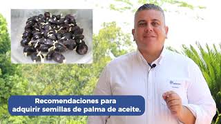 Recomendaciones a la hora de adquirir semillas de palma de aceite [upl. by Erodroeht]