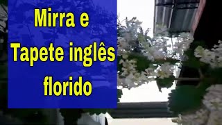 Mirra e Tapete inglês florido [upl. by Bowers]