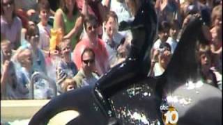 Orlando SeaWorld Trainer Killed  10News Investigates the History of Killer Whale Attacks [upl. by Kobi]