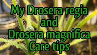 How to Grow Sundews Drosera regia and Drosera magnifica Cultivation Tips [upl. by Normandy]