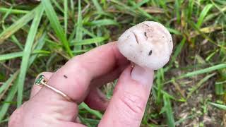 🍄‍🟫Fall mushrooms how to find and identify champignonsfield mushroomsnaturemushroomingforaging [upl. by Chandra]