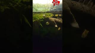 Bichir eating a guppy [upl. by Adyam130]