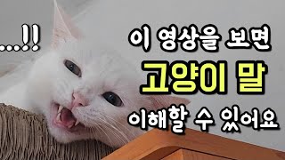 고양이 울음소리 종류소리언어 [upl. by Snehpets762]