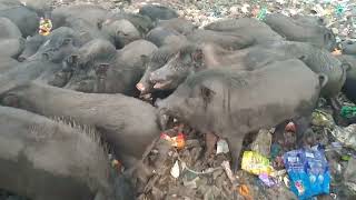 sound of pigspig wild animalpigs are eating food in farm full videoshow do pigs eat their food [upl. by Naesyar]