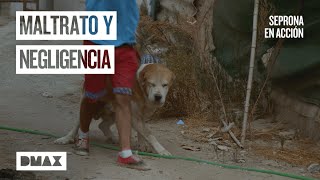 Venta ilegal de animales la realidad tras el negocio Seprona en acción [upl. by Russel]