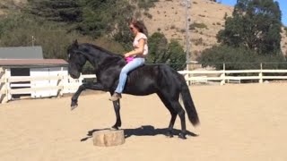 21 horse tricks Clicker training Liberty groundwork Bareback and bridleless riding [upl. by Nnaylime]