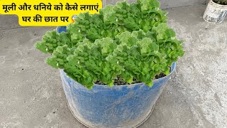 एक माहीने बाद धनिया हो गया ऐसा  container gardening  Dhaniya ko jaldi Kaise ugae 20242025 me [upl. by Pinelli831]