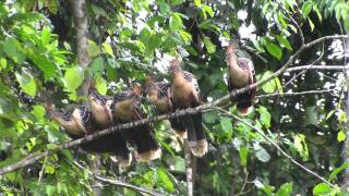 Birds of Peru Hoatzin Opisthocomus hoazin [upl. by Ennaitsirk909]