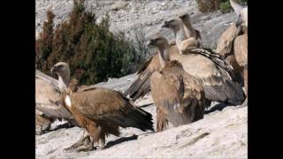 Vulture Feeding Station [upl. by Melitta671]