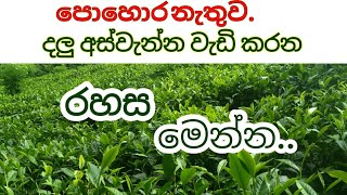 tea dalu aswanna wadikaramu තේ දලු අස්වැන්න වැඩි කරන විදිය [upl. by Werdnaed]