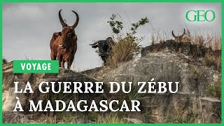 A Madagascar sur les sentiers de la guerre du zébu [upl. by Ziladnerb706]