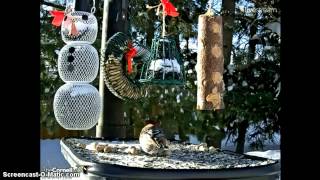 Ontario FeederMale Pine Grosbeak [upl. by Elletnuahs]