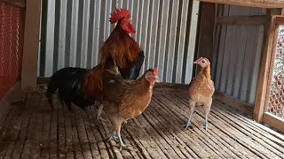 Beautiful rooster crowing jungle fowl [upl. by Naara]