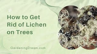 How to Get Rid of Lichen on Trees [upl. by Guntar]