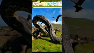 রহস্যময় আমাজন জঙ্গল  রাসেল ভাইপার 😱Amazon jungle snake anacondaসাপের cobrarainforest 018 [upl. by Frye]